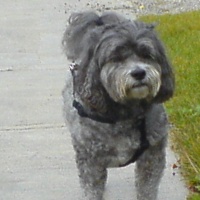 Picture of Parker a Shih-Poo 
